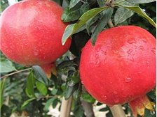 吳中區東山石井灣苗木場產品展示