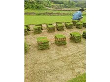 產品展示 郴州市蘇仙區宏達草皮苗木基地