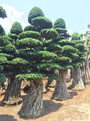 造型優美小葉榕供應，打造綠色生態空間——龍海市東泗興輝園藝場專業綠化苗木服務