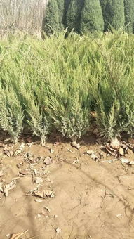 定州市盛大園林苗木基地入駐苗木通平臺，致力精品苗木發展