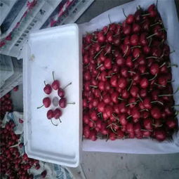 克拉瑪依市矮化櫻桃苗低價(jià)熱銷(xiāo)，品質(zhì)保障助力林業(yè)種植