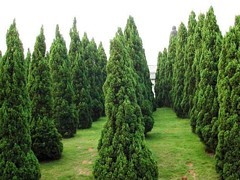 青州綠化苗木 選購(gòu)優(yōu)質(zhì)綠化苗木，首選聚寶花卉苗木