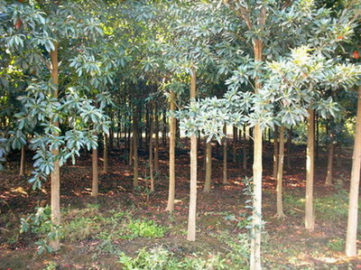 浙江省桐鄉(xiāng)市石門(mén)三杉苗木基地 現(xiàn)代林業(yè)種植的典范