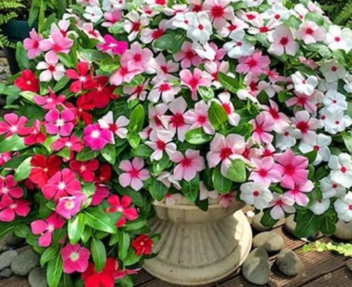 花期超長(zhǎng)的4種花卉，一開(kāi)花就是大半年，還好養(yǎng)