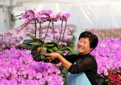 美麗經(jīng)濟(jì)綻放 年宵花市場(chǎng)再升溫，花卉種植迎新春