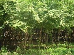 天津五角楓供應(yīng)與價(jià)格指南 綠源苗木專(zhuān)業(yè)批發(fā)