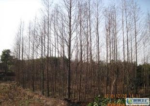 合肥優質水杉苗木供應，綠化工程優選，規格齊全直達世界工廠網