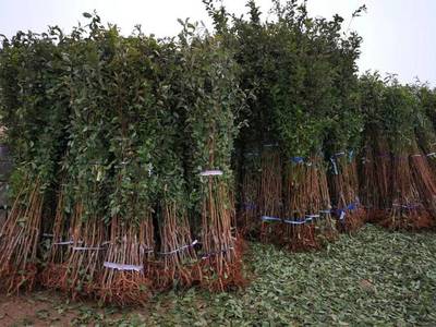 山東育苗基地遭竊，新疆杏李品種“恐龍蛋”市場熱度再引關注