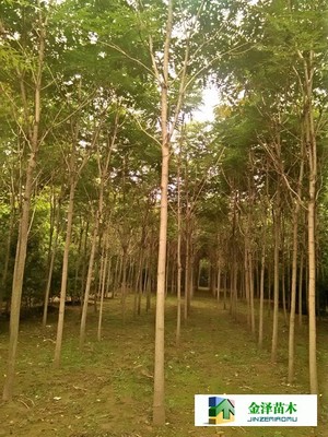 千頭椿苗木的南北種植熱土 遼寧、山西、山東及河北保定博野金澤基地