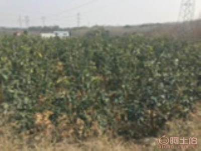 龍海市東泗興輝園藝場 優質香泡柚子苗木，量大價優，綠化佳選