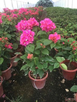 龍海市東泗興輝園藝場 專業三角梅種植基地，品質苗木常年供應