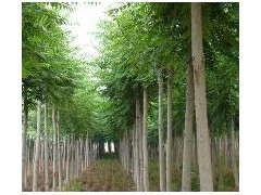 優質平頭白蠟苗木供應 10公分粗、2年冒、冠幅3米、樹干筆直