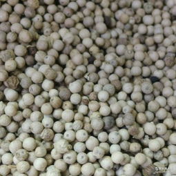 崗椒廠家 批發(fā)商 價格表